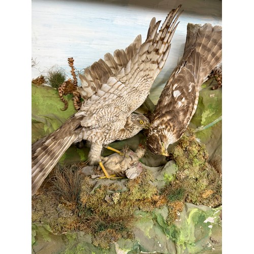 89 - Antique Cased Taxidermy Of Two Kestrels Over Kill Scene. 63cm x 62cm x 37cm.