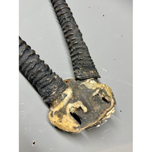 90 - Antique Taxidermy Skull Mount Pair of Gemsbok Horns. 90cm x 39cm.