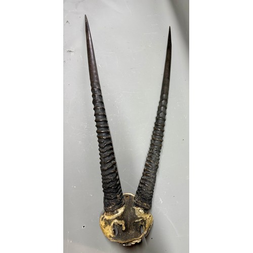 90 - Antique Taxidermy Skull Mount Pair of Gemsbok Horns. 90cm x 39cm.