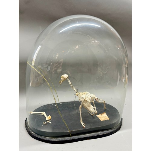 91A - Glass Domed Antique Taxidermy Skeleton Of A Colombian Pigeon. 37cm x 34cm. A/F