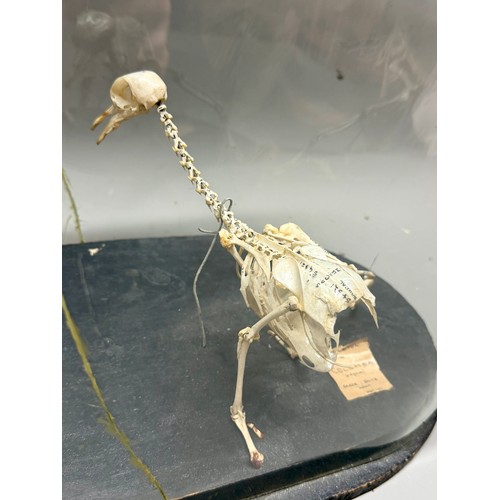 91A - Glass Domed Antique Taxidermy Skeleton Of A Colombian Pigeon. 37cm x 34cm. A/F