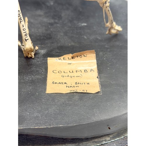 91A - Glass Domed Antique Taxidermy Skeleton Of A Colombian Pigeon. 37cm x 34cm. A/F