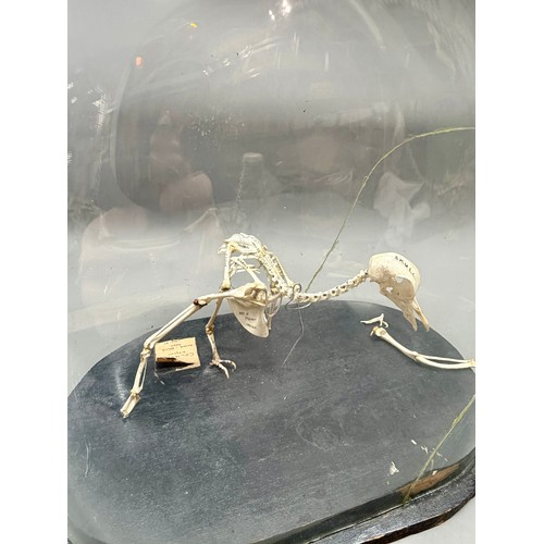 91A - Glass Domed Antique Taxidermy Skeleton Of A Colombian Pigeon. 37cm x 34cm. A/F