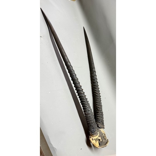 90 - Antique Taxidermy Skull Mount Pair of Gemsbok Horns. 90cm x 39cm.