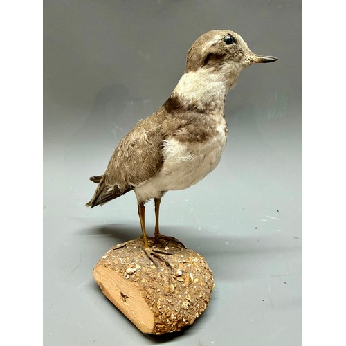 420 - Two Antique Taxidermy Birds, One Being A Jack Snipe And One Long Ringed Plover. Largest 14cm x 12cm.... 