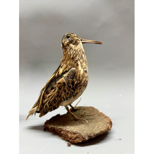 420 - Two Antique Taxidermy Birds, One Being A Jack Snipe And One Long Ringed Plover. Largest 14cm x 12cm.... 