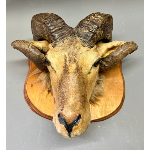 Lot 422       