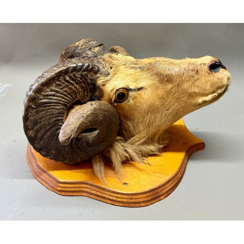 422 - Antique Taxidermy Wall Mount Of A Rams Head. 26cm x 24cm.