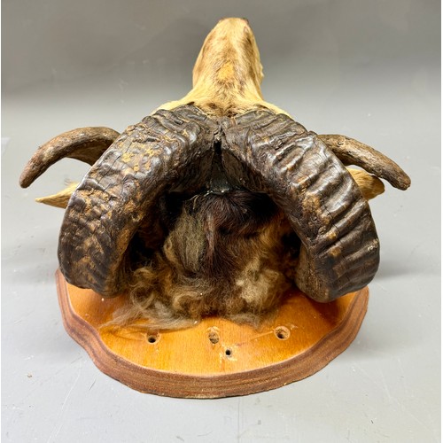 422 - Antique Taxidermy Wall Mount Of A Rams Head. 26cm x 24cm.