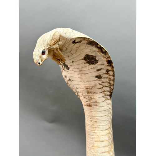 424 - Antique Taxidermy Of A Mongoose Battling A Cobra Snake. 60cm x 26cm.  A/F
