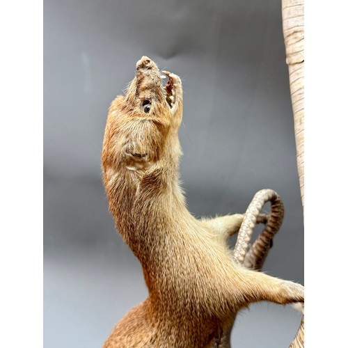 424 - Antique Taxidermy Of A Mongoose Battling A Cobra Snake. 60cm x 26cm.  A/F