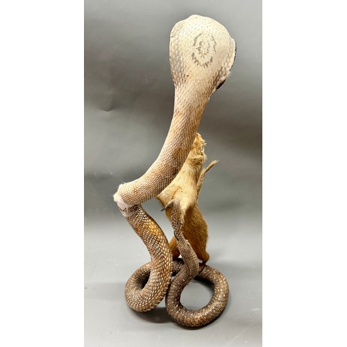 424 - Antique Taxidermy Of A Mongoose Battling A Cobra Snake. 60cm x 26cm.  A/F