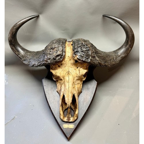 Lot 430       