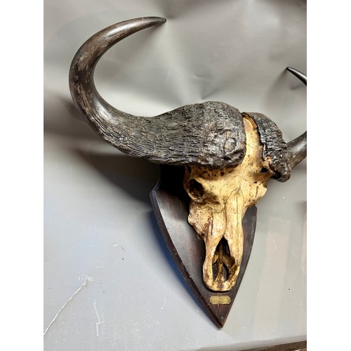 430 - Antique Taxidermy Of A Large Skull Wall Mount Of A Water Buffalo. 88cm x 86cm.