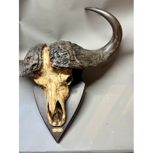 430 - Antique Taxidermy Of A Large Skull Wall Mount Of A Water Buffalo. 88cm x 86cm.