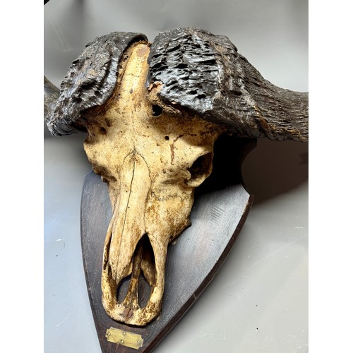 430 - Antique Taxidermy Of A Large Skull Wall Mount Of A Water Buffalo. 88cm x 86cm.