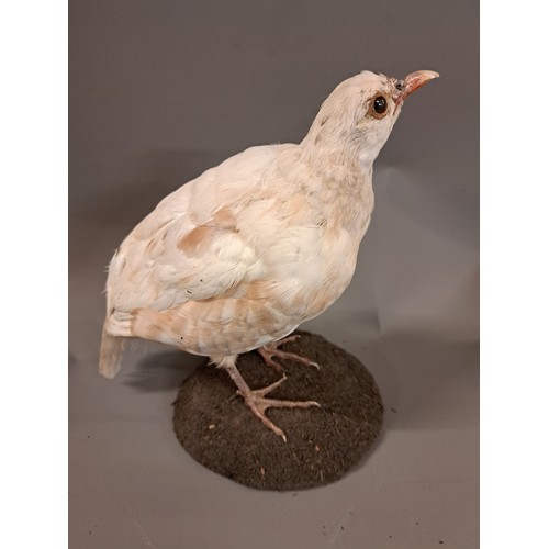 Taxidermy, White Coturnix (Japanese Quail) on base, 23cm high x 21cm wide