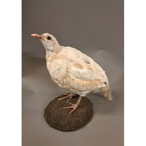 Taxidermy, White Coturnix (Japanese Quail) on base, 23cm high x 21cm wide