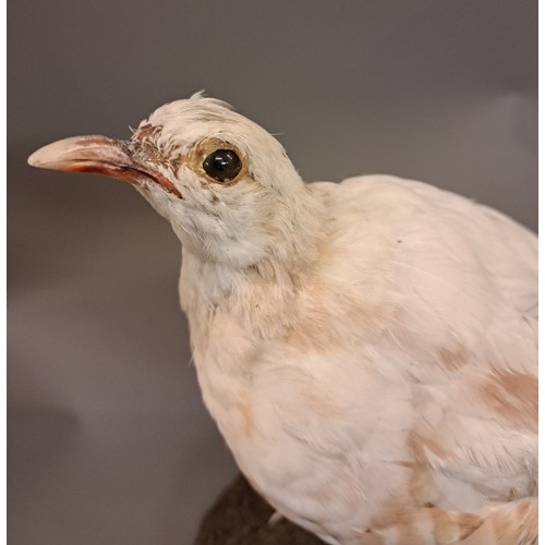 Taxidermy, White Coturnix (Japanese Quail) on base, 23cm high x 21cm wide