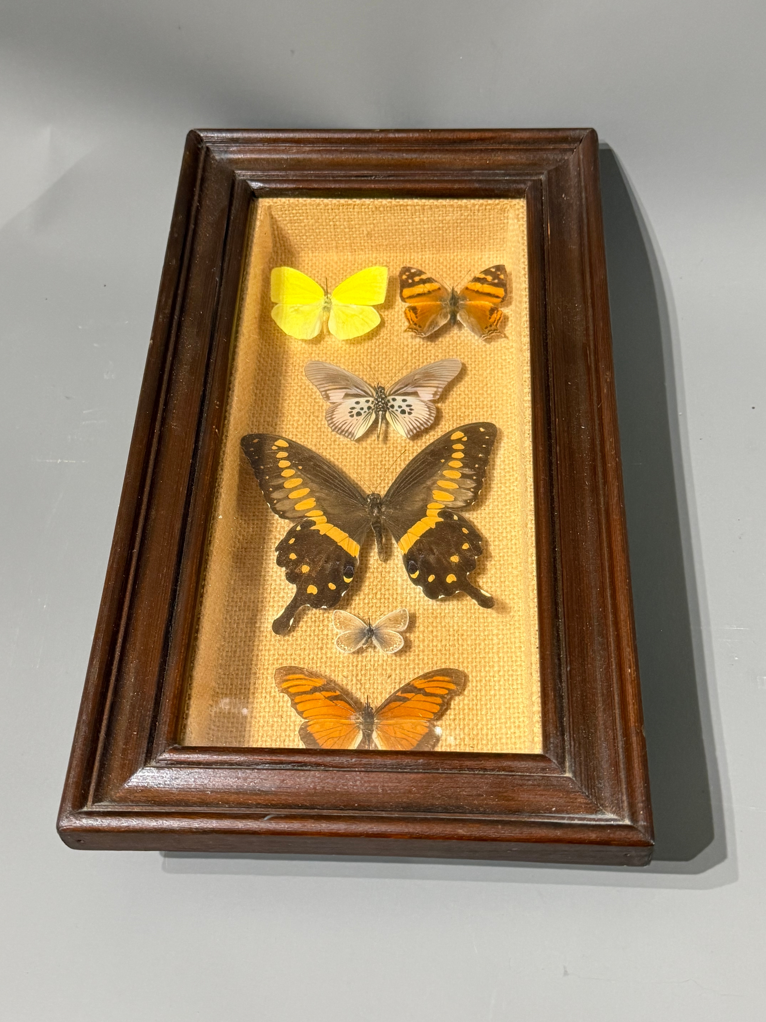Cased Glass Fronted Antique Taxidermy Butterflies.