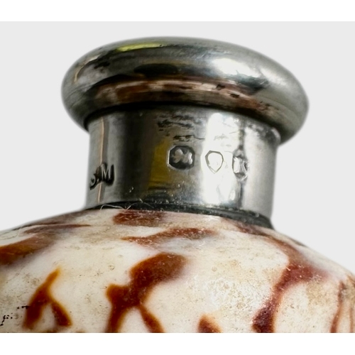 249 - Sampson Mordan Real Shell Silver Topped Novelty Scent Bottle 1885 Size 6.3cm