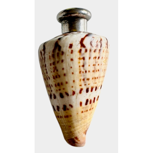 249 - Sampson Mordan Real Shell Silver Topped Novelty Scent Bottle 1885 Size 6.3cm