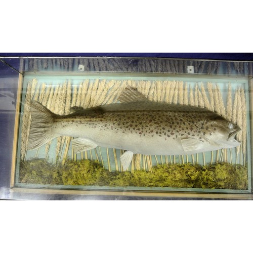 32 - Preserved trout in display case
