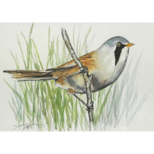 225 - Irish school 'Study of a Bearded Tit' watercolour and pencil 12x17cm signed