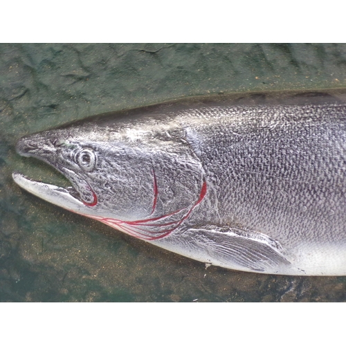 199 - Plaster model of a salmon, on back board