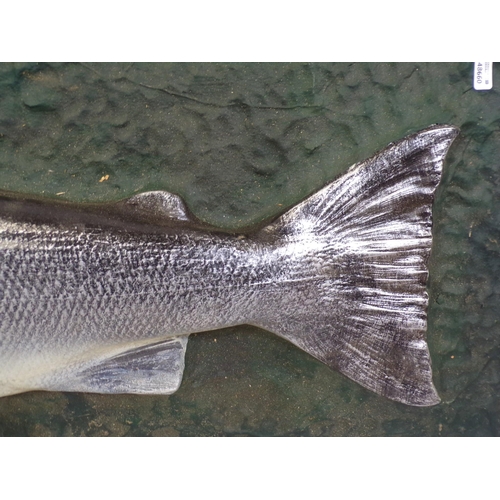 199 - Plaster model of a salmon, on back board