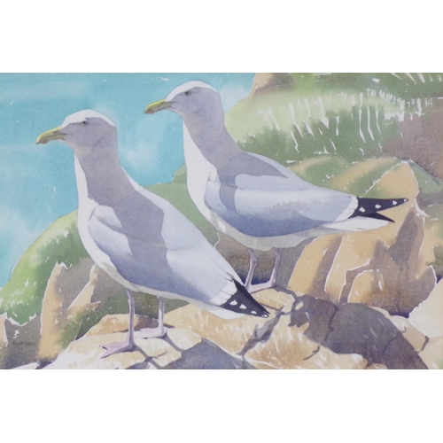 355 - Dr NW Cusa 'Herring Gulls Contre Jour' watercolour 29x43cm signed, inscribed verso