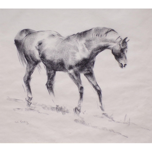 417 - Peter Curling 'Study of a racehorse' charcoal  43x49cm signed lower left