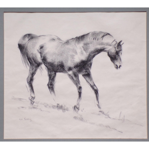 417 - Peter Curling 'Study of a racehorse' charcoal  43x49cm signed lower left