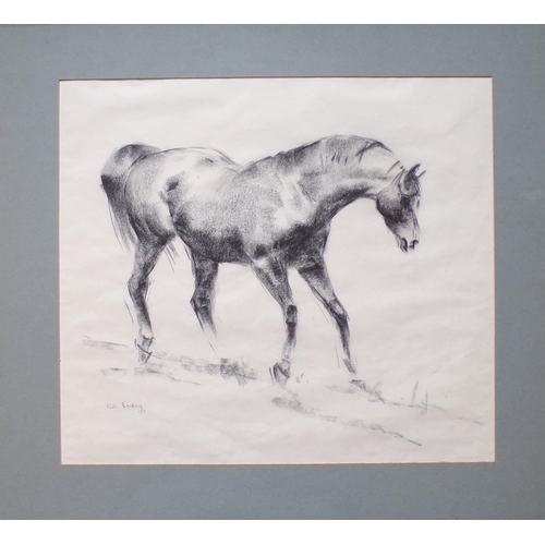 417 - Peter Curling 'Study of a racehorse' charcoal  43x49cm signed lower left