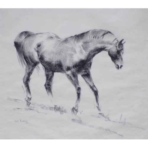 417 - Peter Curling 'Study of a racehorse' charcoal  43x49cm signed lower left