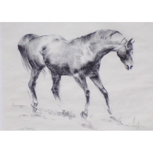 417 - Peter Curling 'Study of a racehorse' charcoal  43x49cm signed lower left