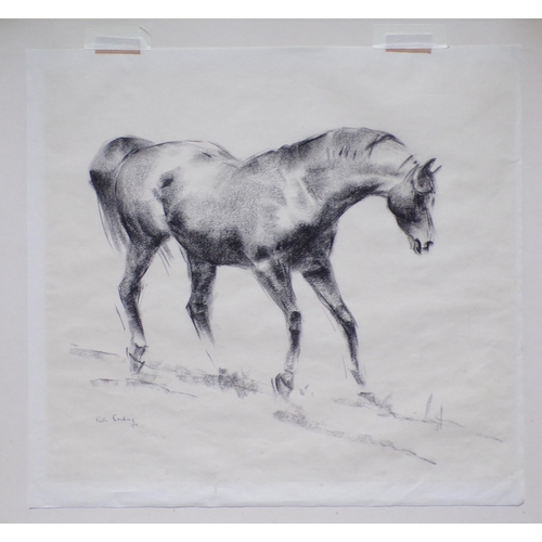 417 - Peter Curling 'Study of a racehorse' charcoal  43x49cm signed lower left