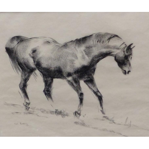 417 - Peter Curling 'Study of a racehorse' charcoal  43x49cm signed lower left