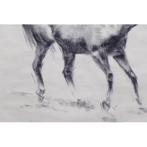 417 - Peter Curling 'Study of a racehorse' charcoal  43x49cm signed lower left