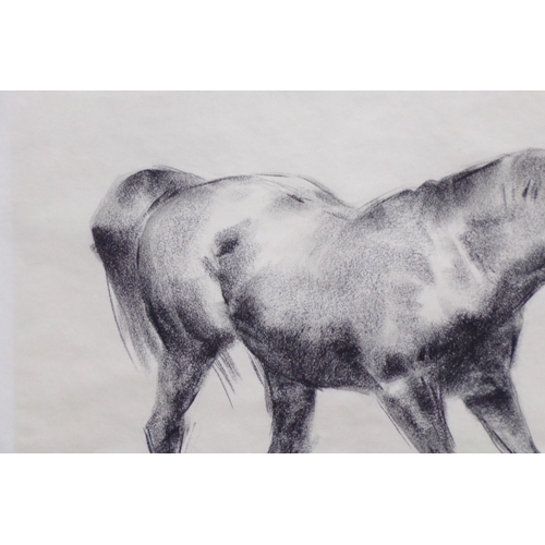 417 - Peter Curling 'Study of a racehorse' charcoal  43x49cm signed lower left