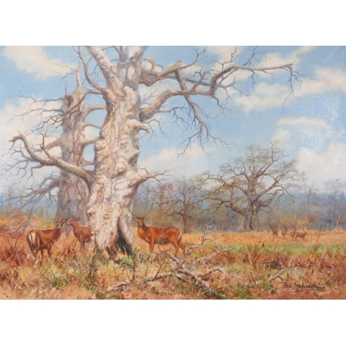 252 - Bill Makinson ' Study of deer in a landscape' oil on canvas 76x101cm signed