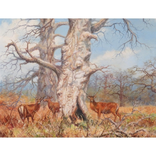 252 - Bill Makinson ' Study of deer in a landscape' oil on canvas 76x101cm signed