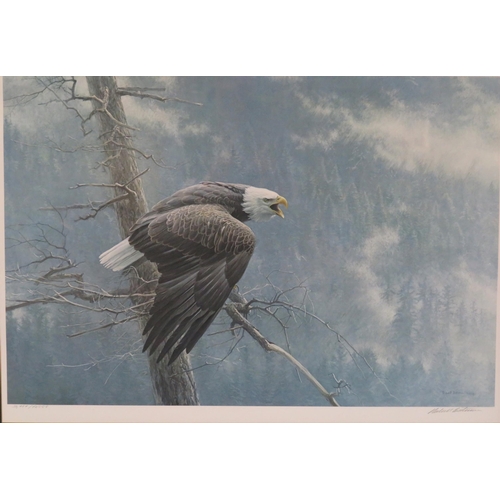 313 - Robert Bateman 'White tailed eagle' limited edition print 60x90cm signed