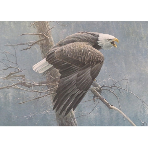 313 - Robert Bateman 'White tailed eagle' limited edition print 60x90cm signed