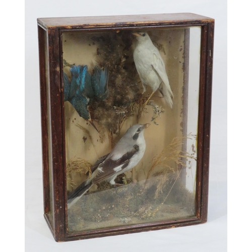 143 - Selection of taxidermy birds in display cabinet