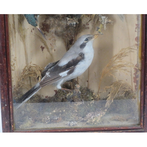 143 - Selection of taxidermy birds in display cabinet