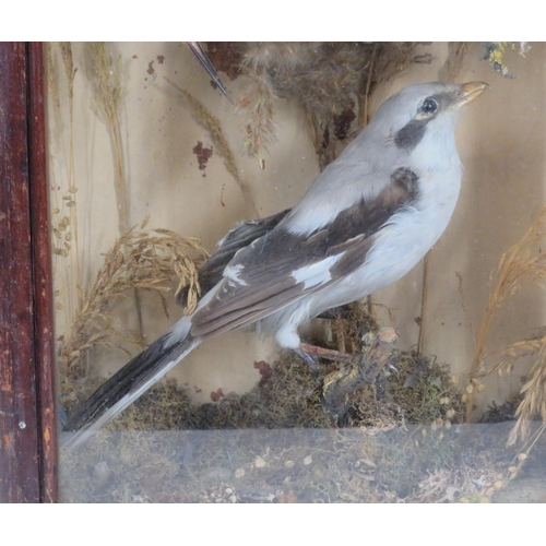 143 - Selection of taxidermy birds in display cabinet