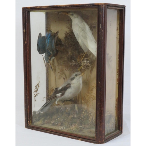 143 - Selection of taxidermy birds in display cabinet