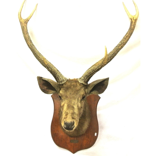 166 - Taxidermy mounted Sambhar deer from Chandanpur, India, circa 1925, on shield shaped timber back plat... 