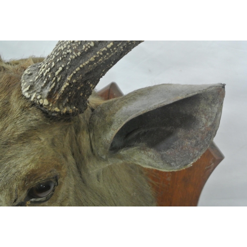 166 - Taxidermy mounted Sambhar deer from Chandanpur, India, circa 1925, on shield shaped timber back plat... 